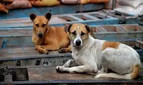 Supreme Court Banned Street Dogs In Delhi